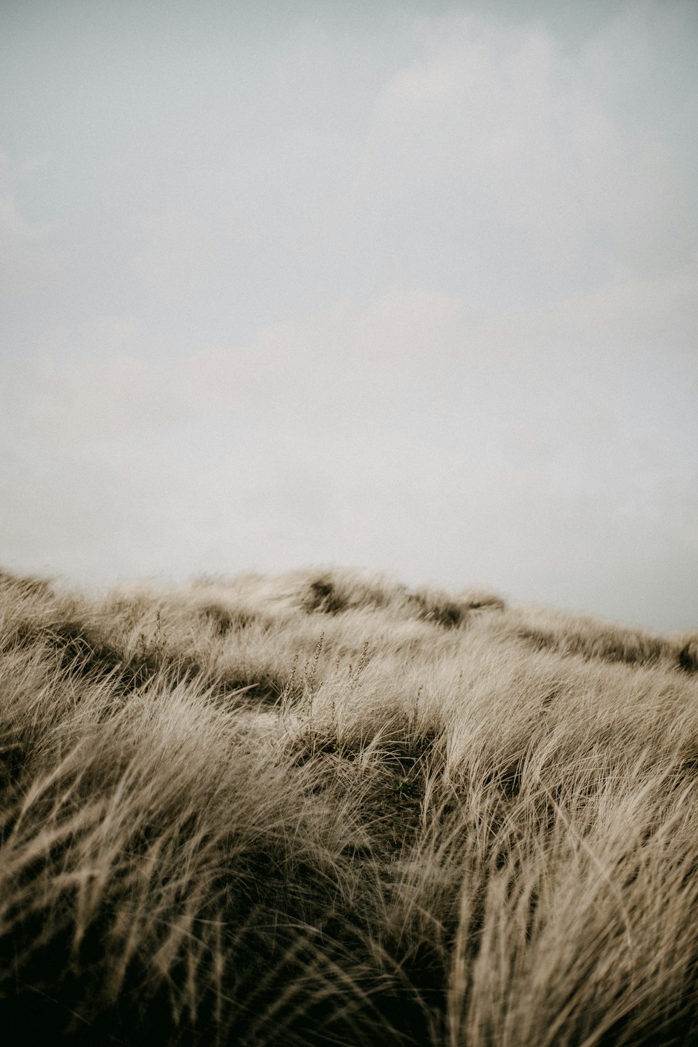 a black and white photo of a grassy hill