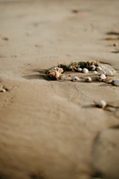 Seashells scattered gently on smooth, sunlit sand.