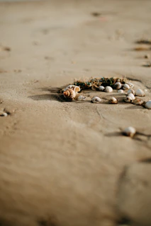 Sea shells scattered gently on smooth, sunlit sand near the shore.