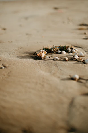 Sea shells scattered gently on smooth, sunlit sand near the shore.