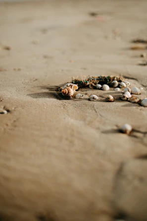 Seashells scattered gently on smooth, sunlit sand.