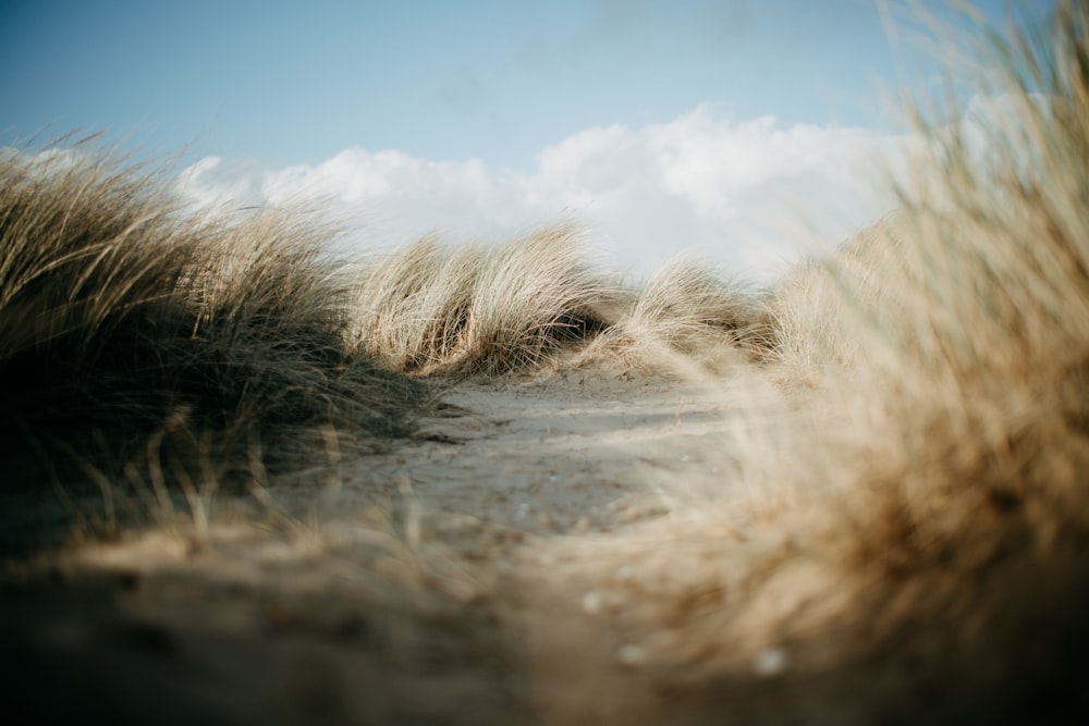 a sandy beach with grass blowing in the wind