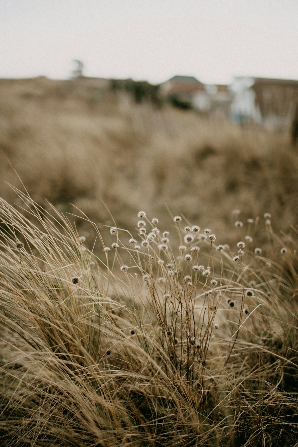 a field of tall grass with a house in the background