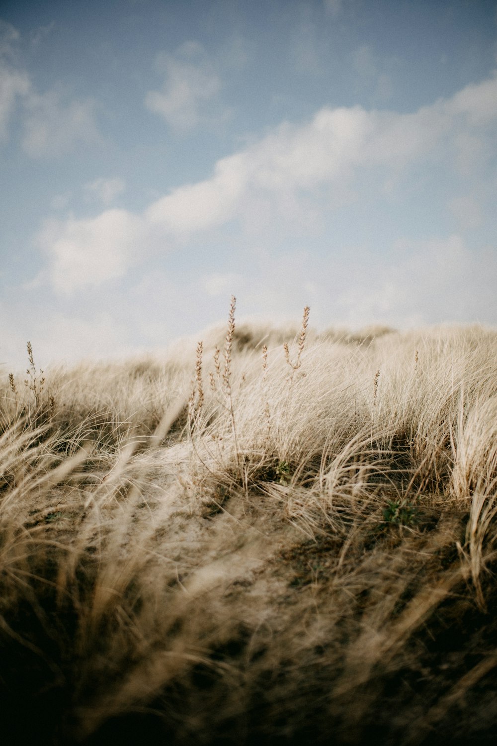 a field of grass with a sky in the background