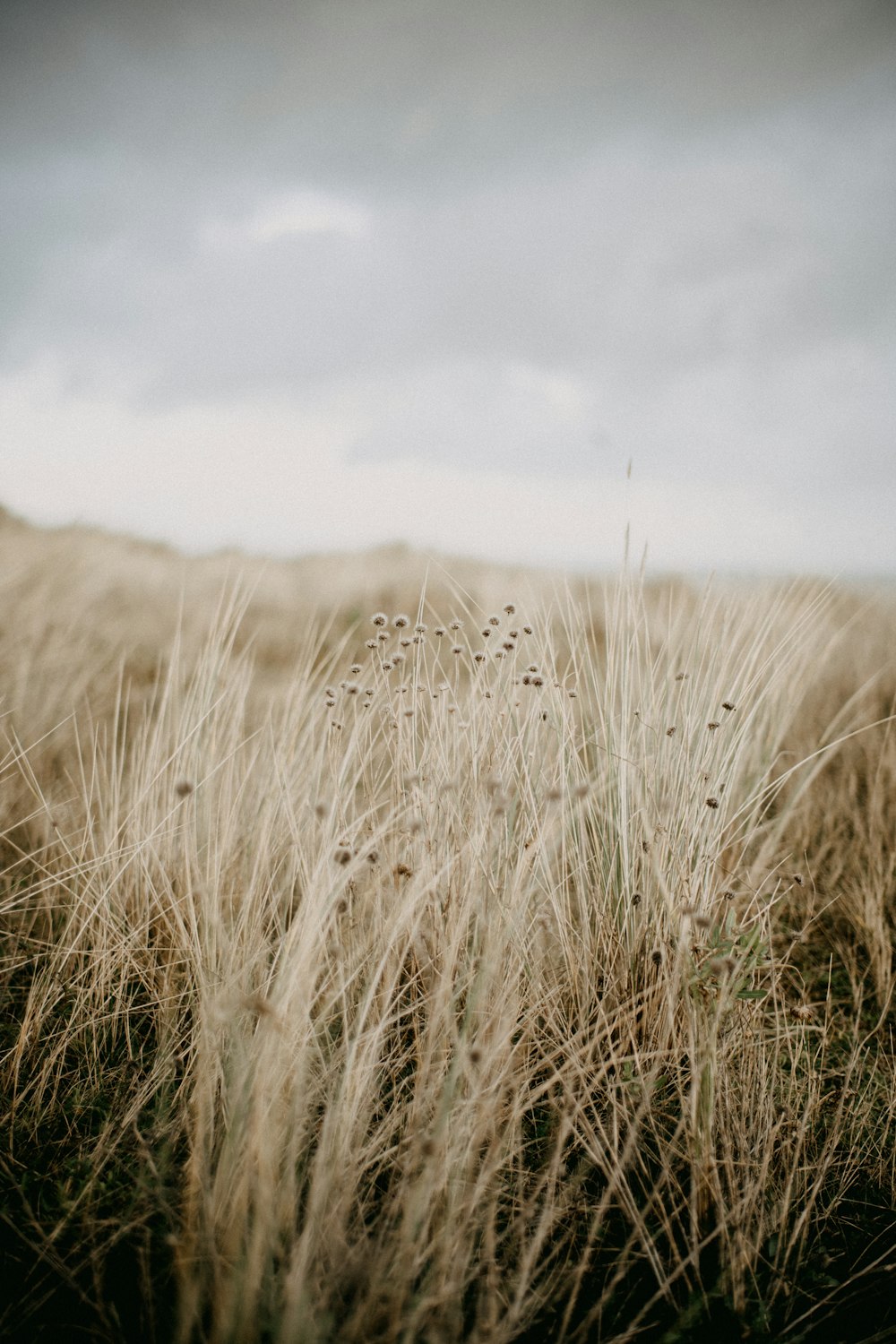 a field of tall grass under a cloudy sky