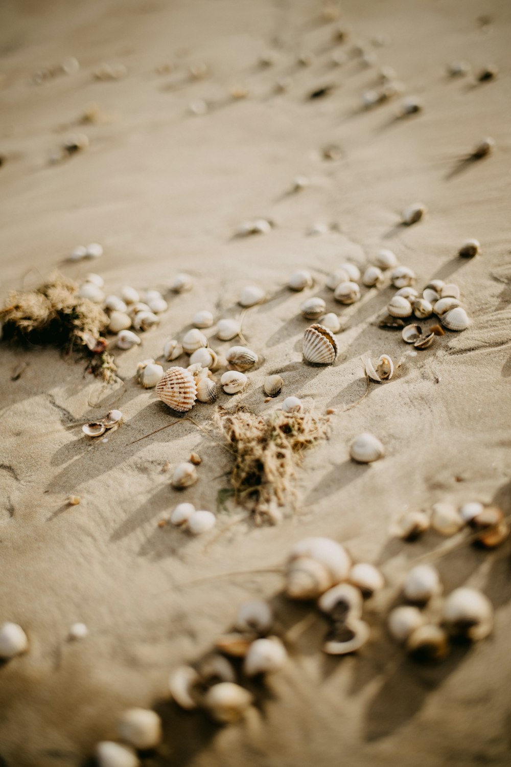 a bunch of seashells are laying on the sand