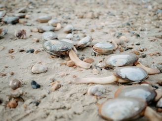 Several clam shells are scattered on a sandy beach, partially buried and surrounded by small pebbles and stones. The shells are glossy and smooth, displaying a natural pattern of light and dark swirls.