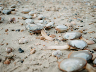 Delicate white clam shells scattered across a sunlit tide pool.