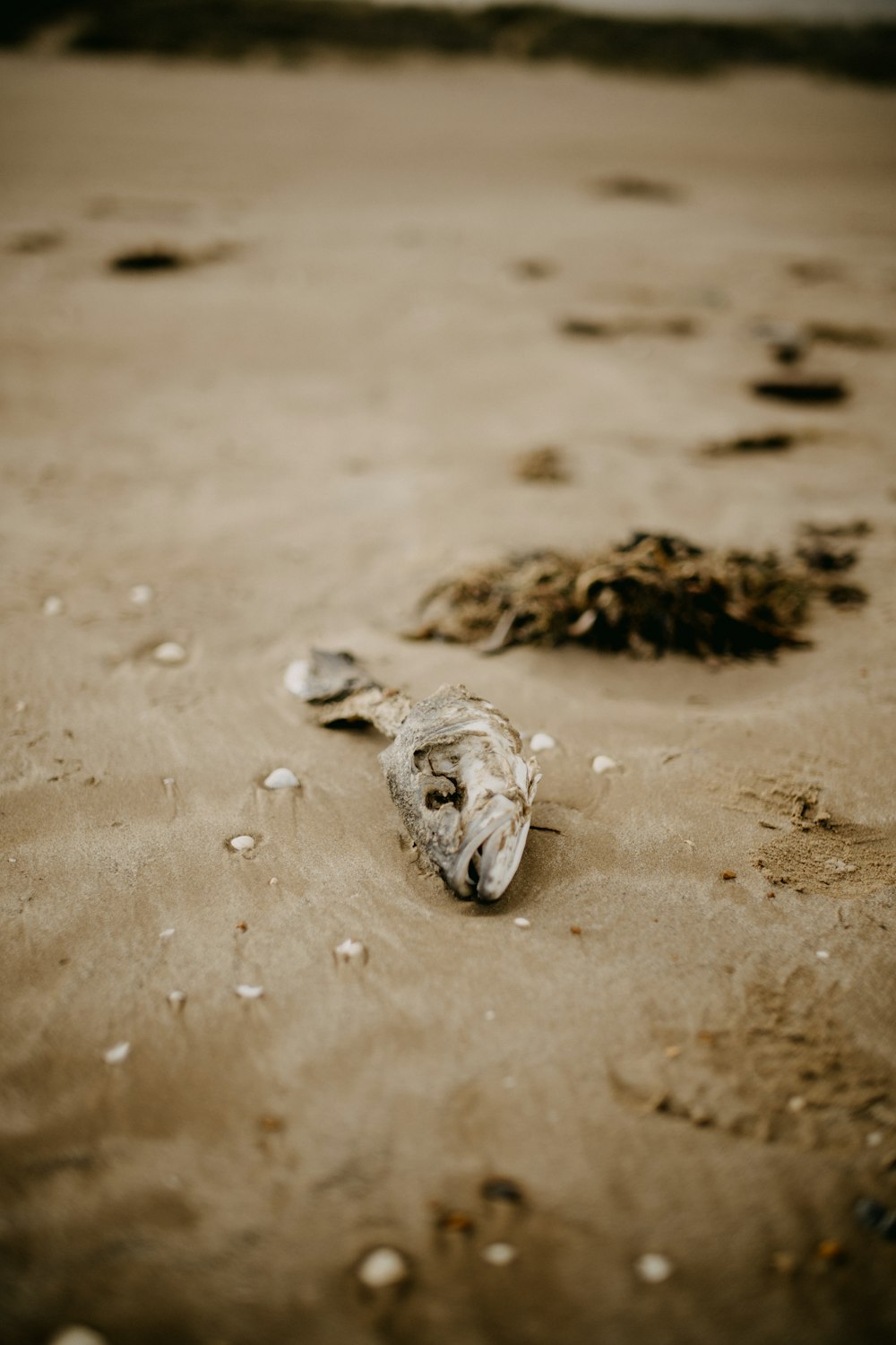 a dead fish laying on the sand at the beach