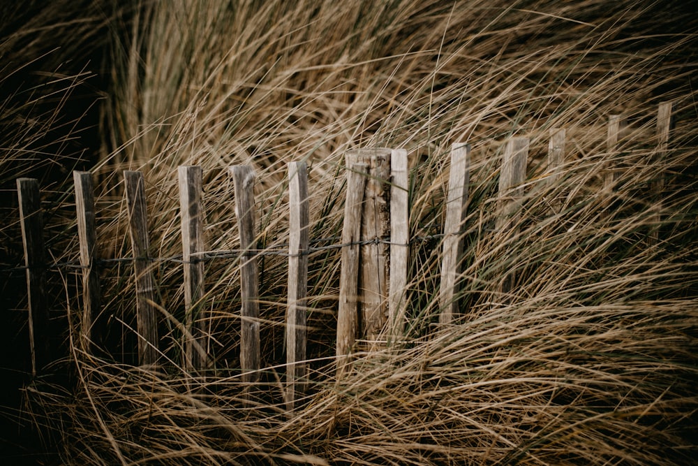 a wooden fence surrounded by tall grass
