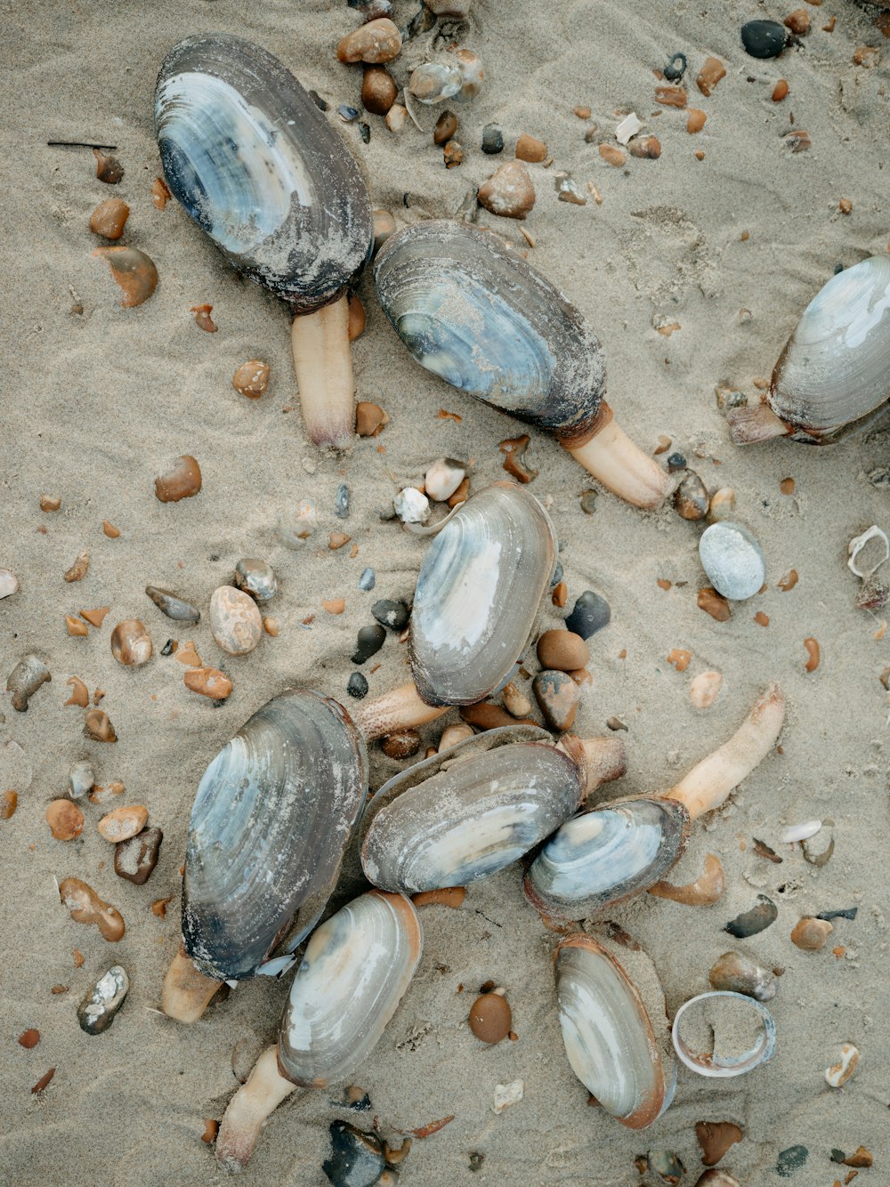 a bunch of clams on a beach with rocks and sand