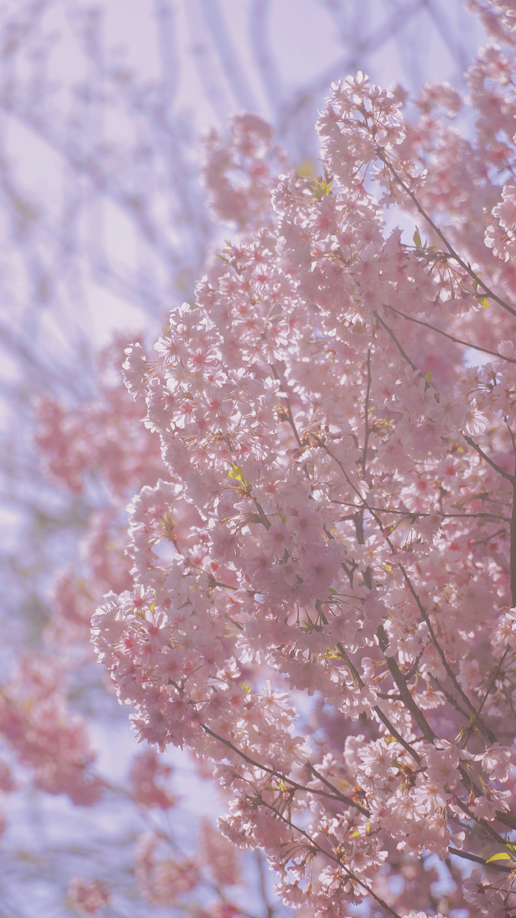 Photo by fenmeihandai