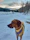 Golden retriever dressed in a cozy dog jacket standing on a snowy path