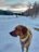 Golden retriever dressed in a cozy dog jacket standing on a snowy path