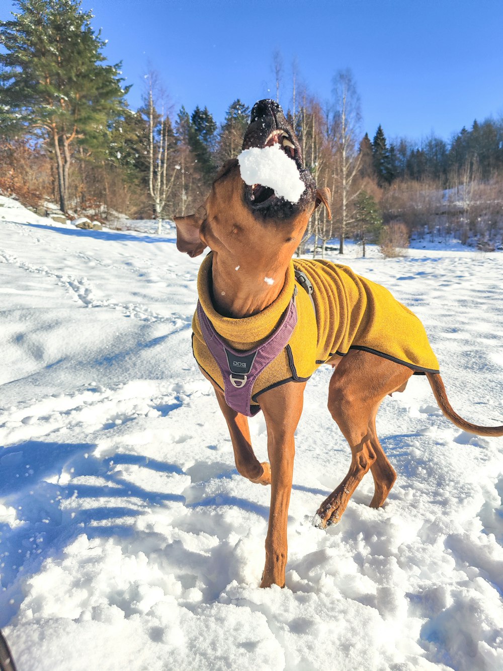 a brown dog wearing a yellow sweater in the snow