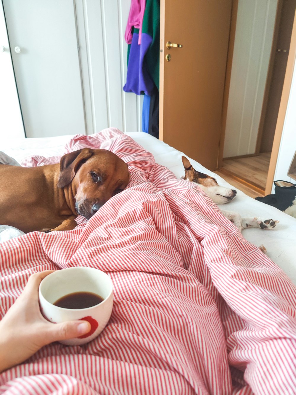 a dog laying on top of a bed next to a cup of coffee