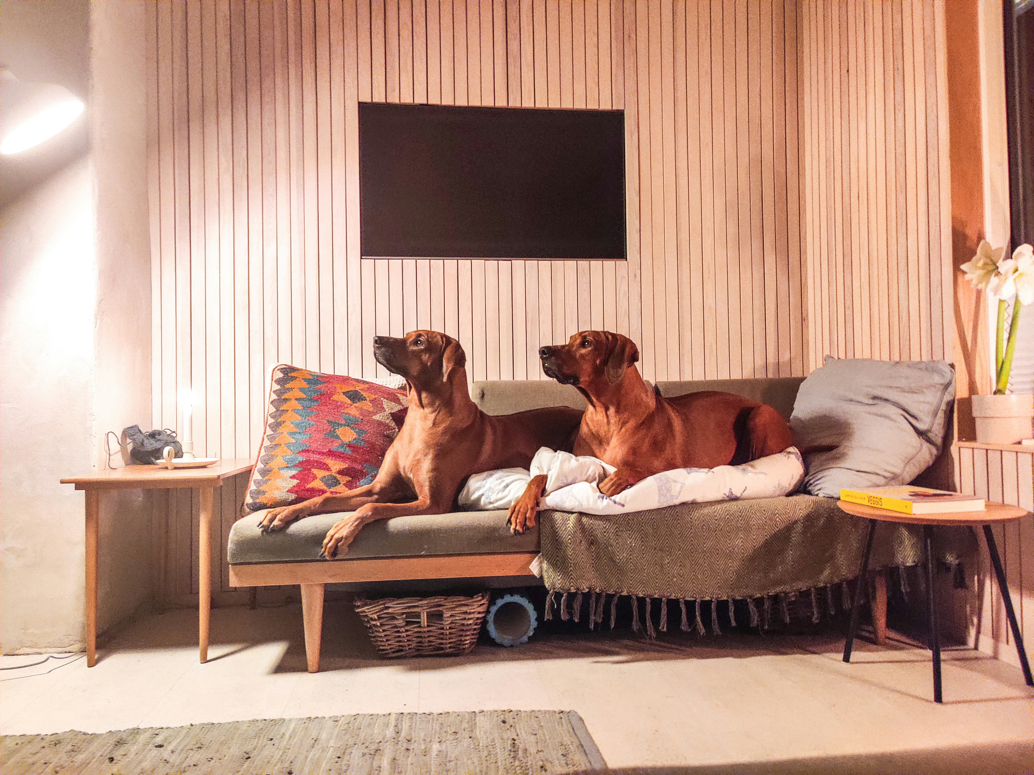 Dogs watching TV on the couch