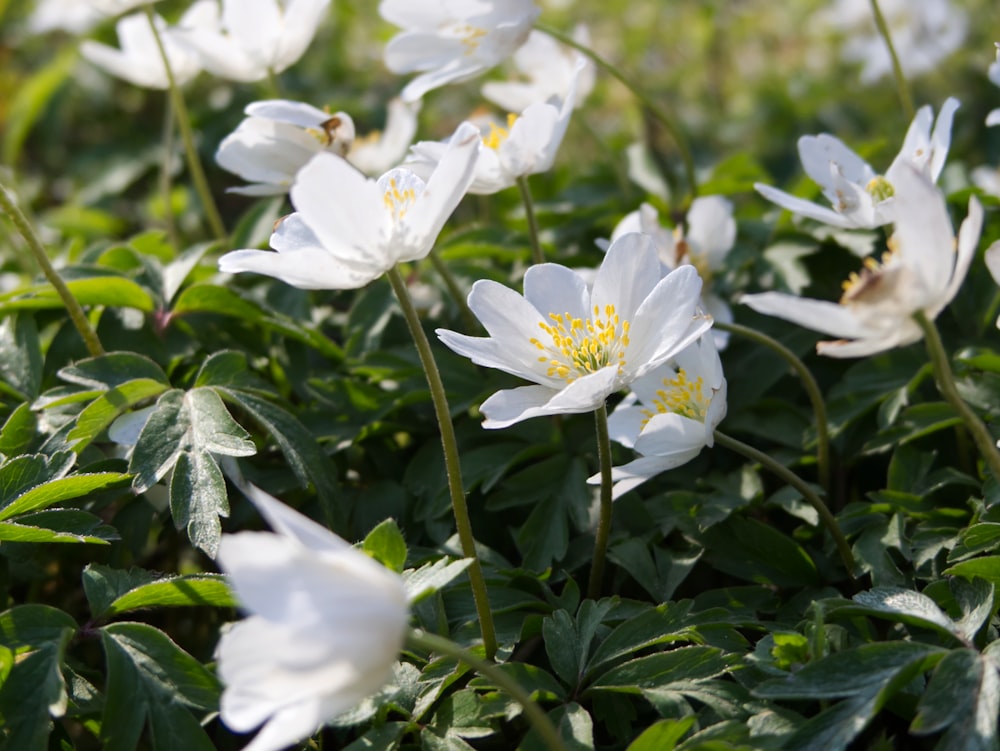 a bunch of white flowers that are in the grass