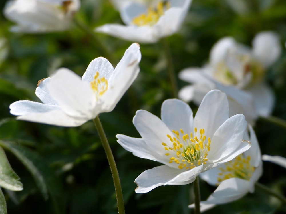 a group of white flowers with yellow stamens