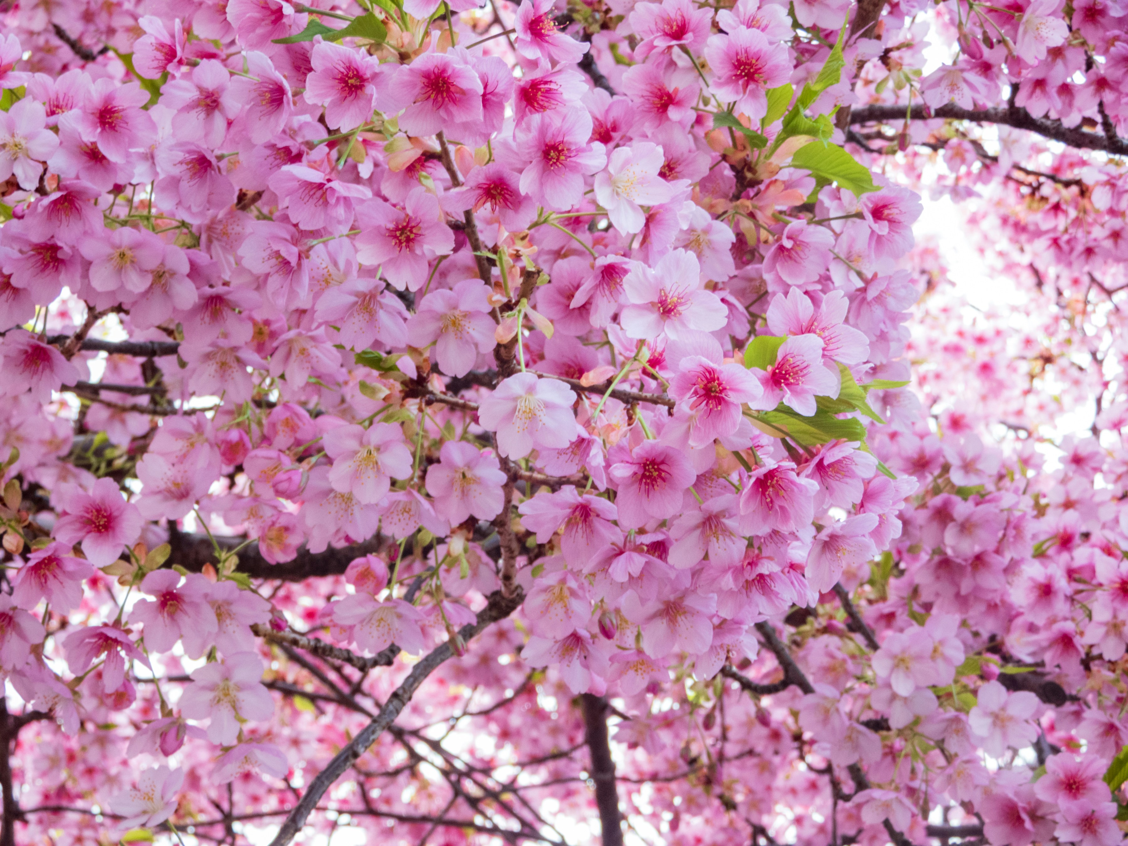 Photo by heppoko_yama