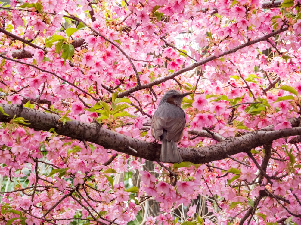 um pássaro sentado em um galho de uma árvore com flores cor-de-rosa