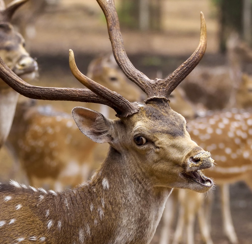 a herd of deer standing next to each other