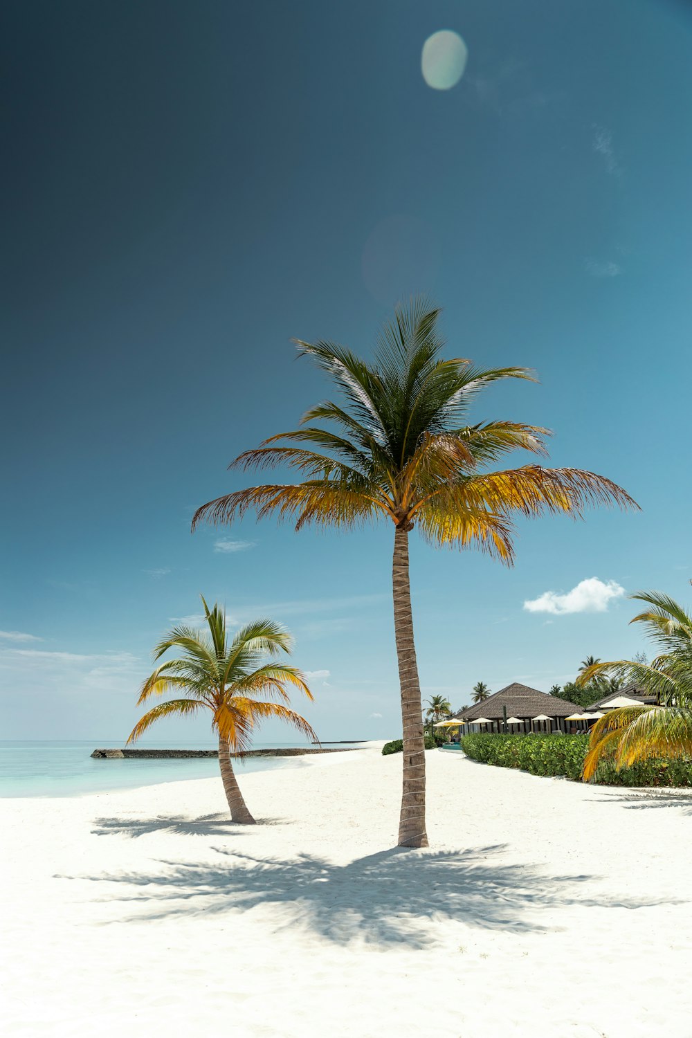 a couple of palm trees sitting on top of a sandy beach