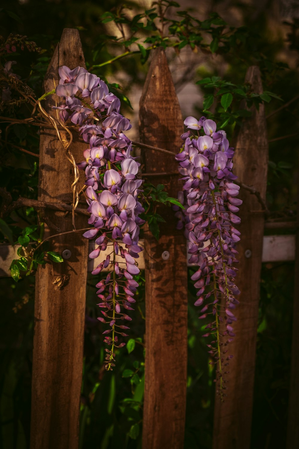 purple flowers are growing on a wooden fence