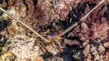 A vibrant lobster with long antennae is nestled among coral formations underwater. The lobster displays striking colors, including purple and red, contrasting with the surrounding coral that appears in shades of brown and pink.