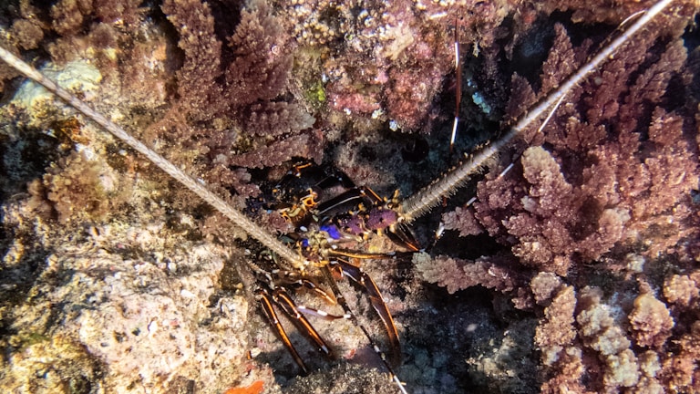 A vibrant lobster with long antennae is nestled among coral formations underwater. The lobster displays striking colors, including purple and red, contrasting with the surrounding coral that appears in shades of brown and pink.