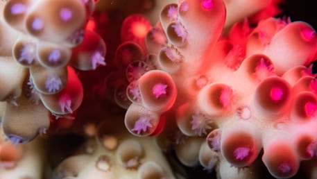 a close up of a pink and purple coral