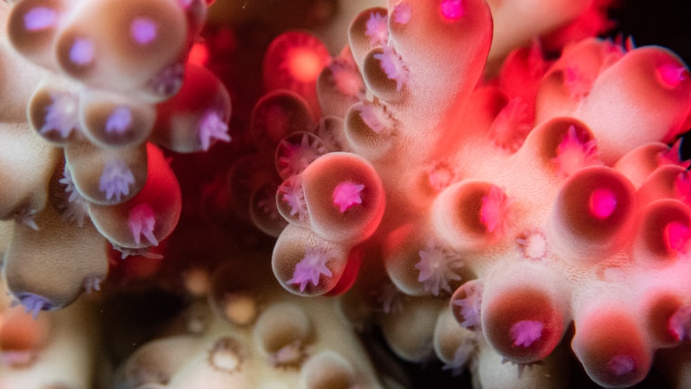 a close up of a pink and purple coral