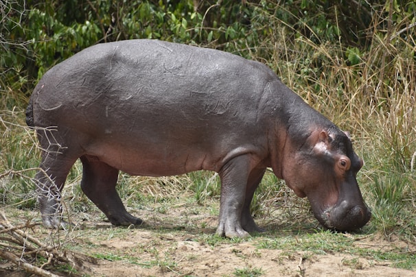 Hippo can be heard every night at Albizia self catering tents in Hluhluwe