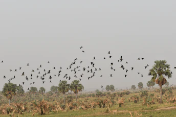 a flock of birds flying over a lush green field