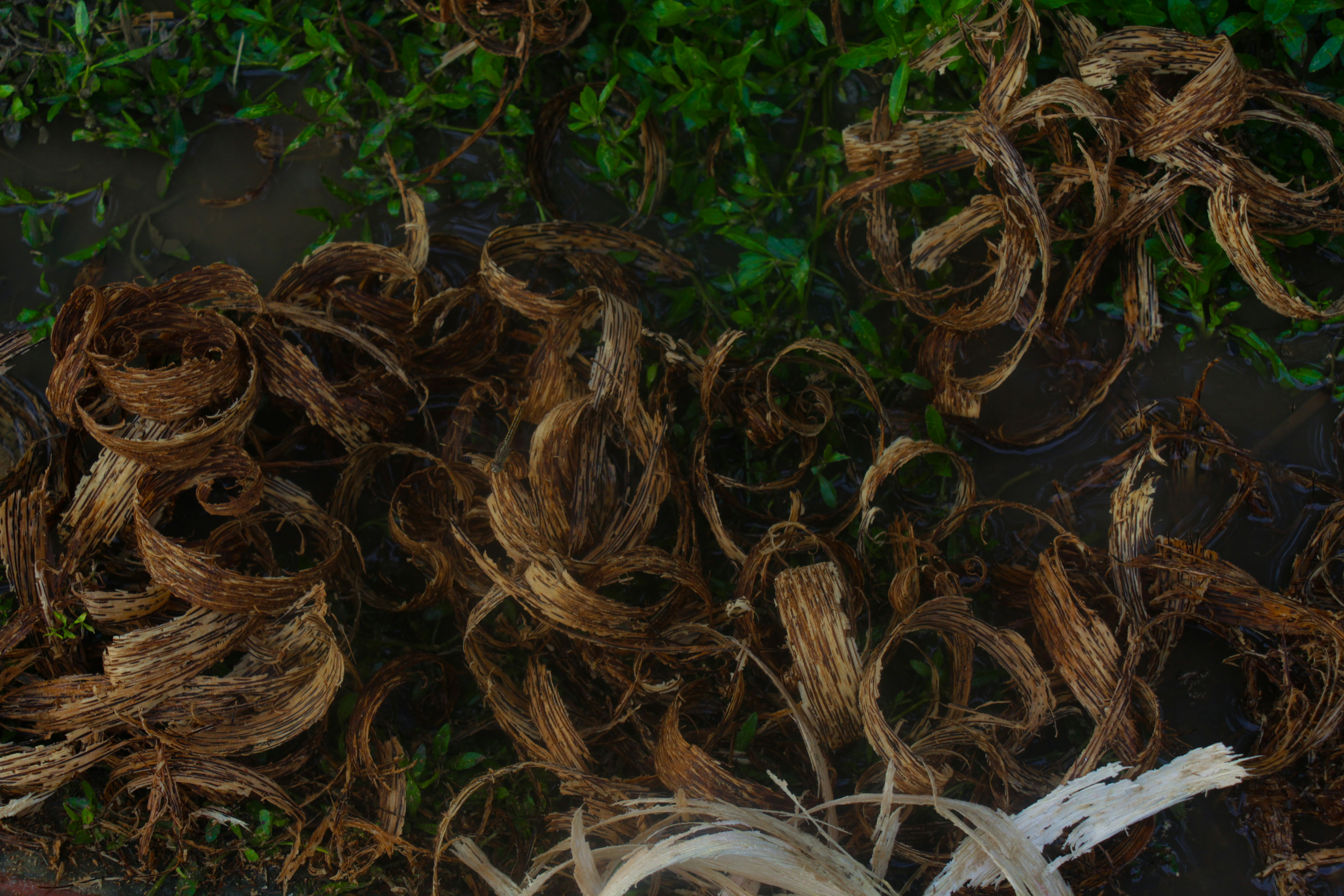 a bunch of dead plants that are on the ground