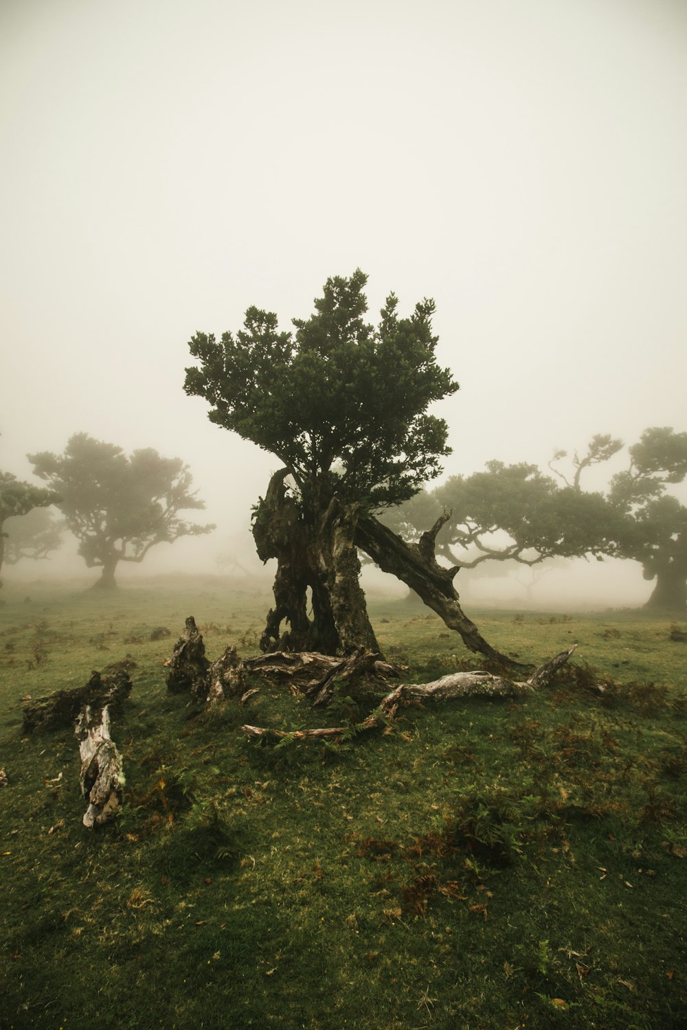 a tree in the middle of a foggy field