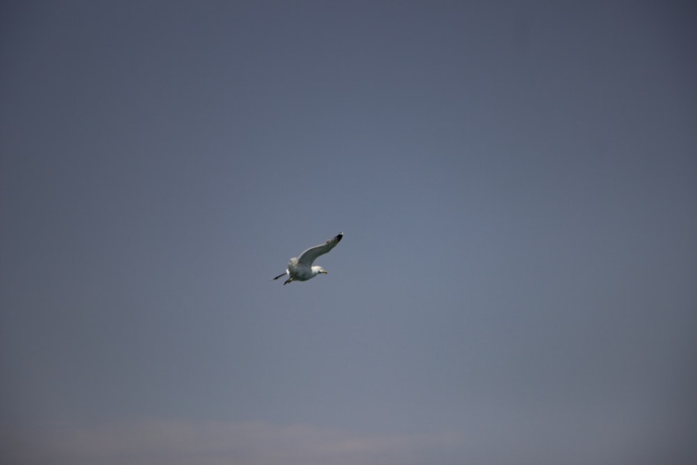 a seagull flying in a clear blue sky