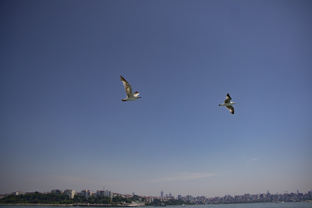 a couple of birds flying over a body of water