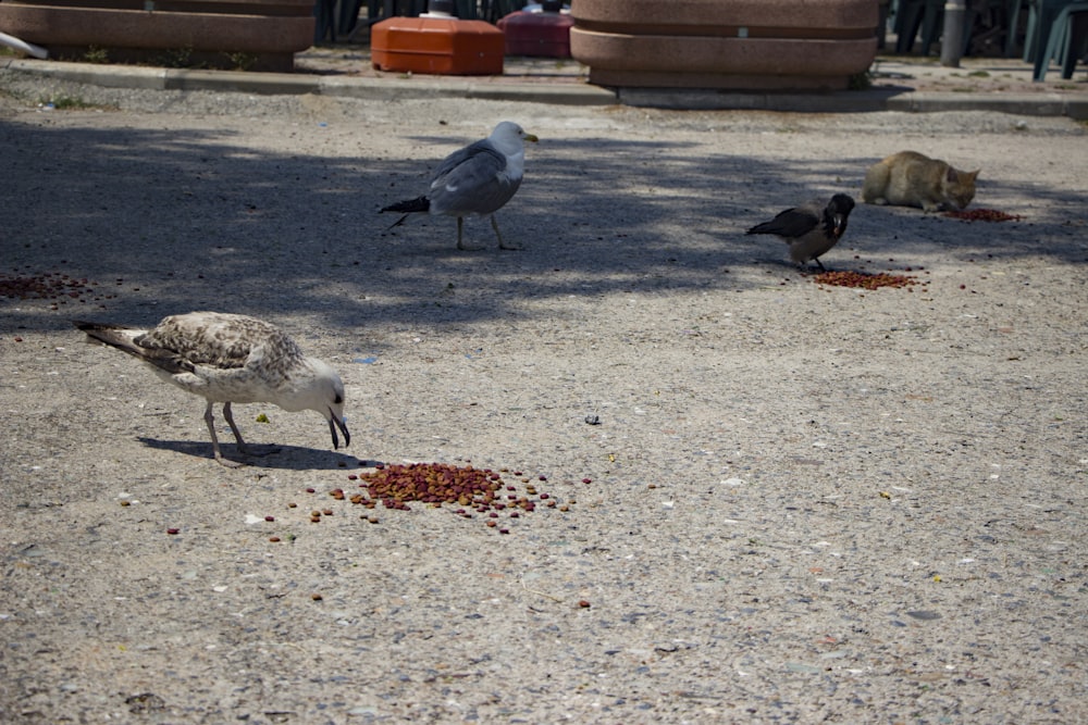 a group of birds eating food on the ground