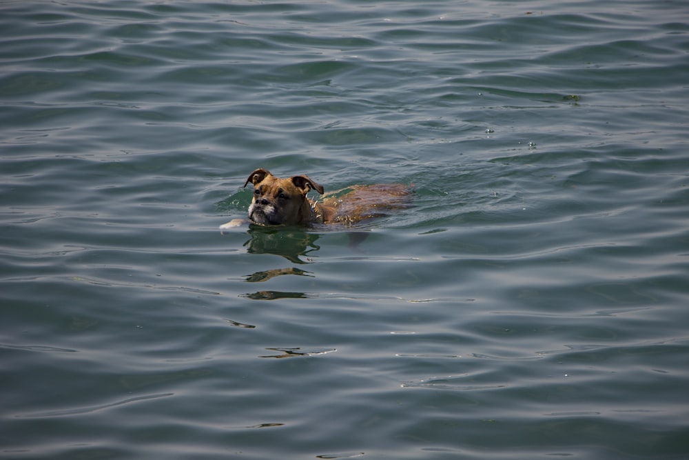 a dog swimming in a body of water