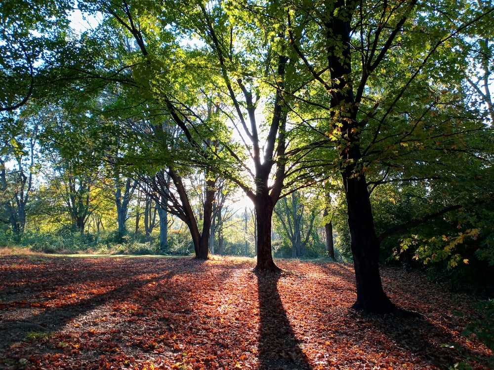 o sol está brilhando através das árvores no parque