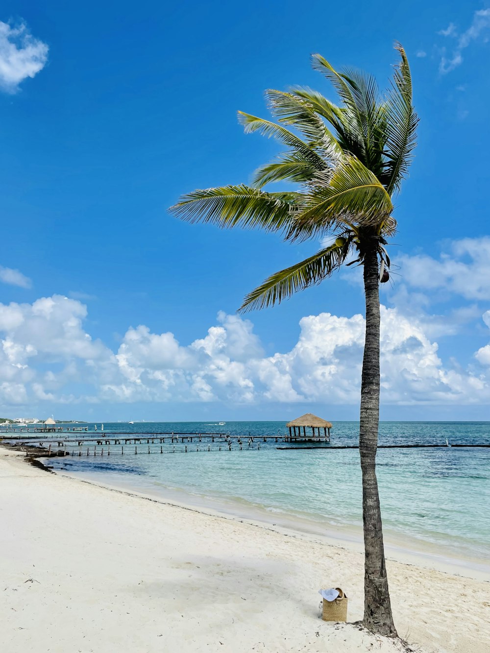 a palm tree on a beach with a pier in the background