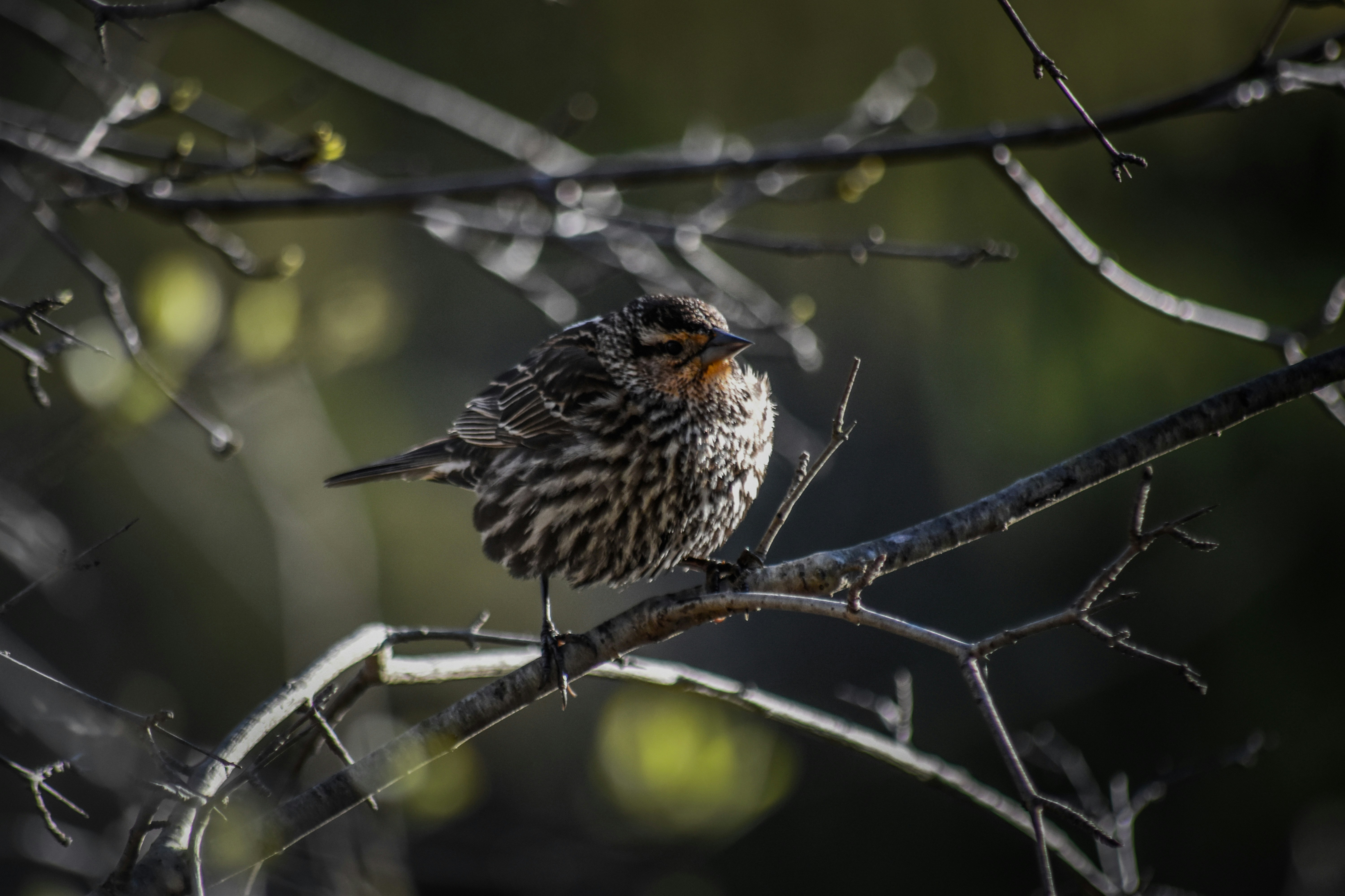 Photo by nickybertrand