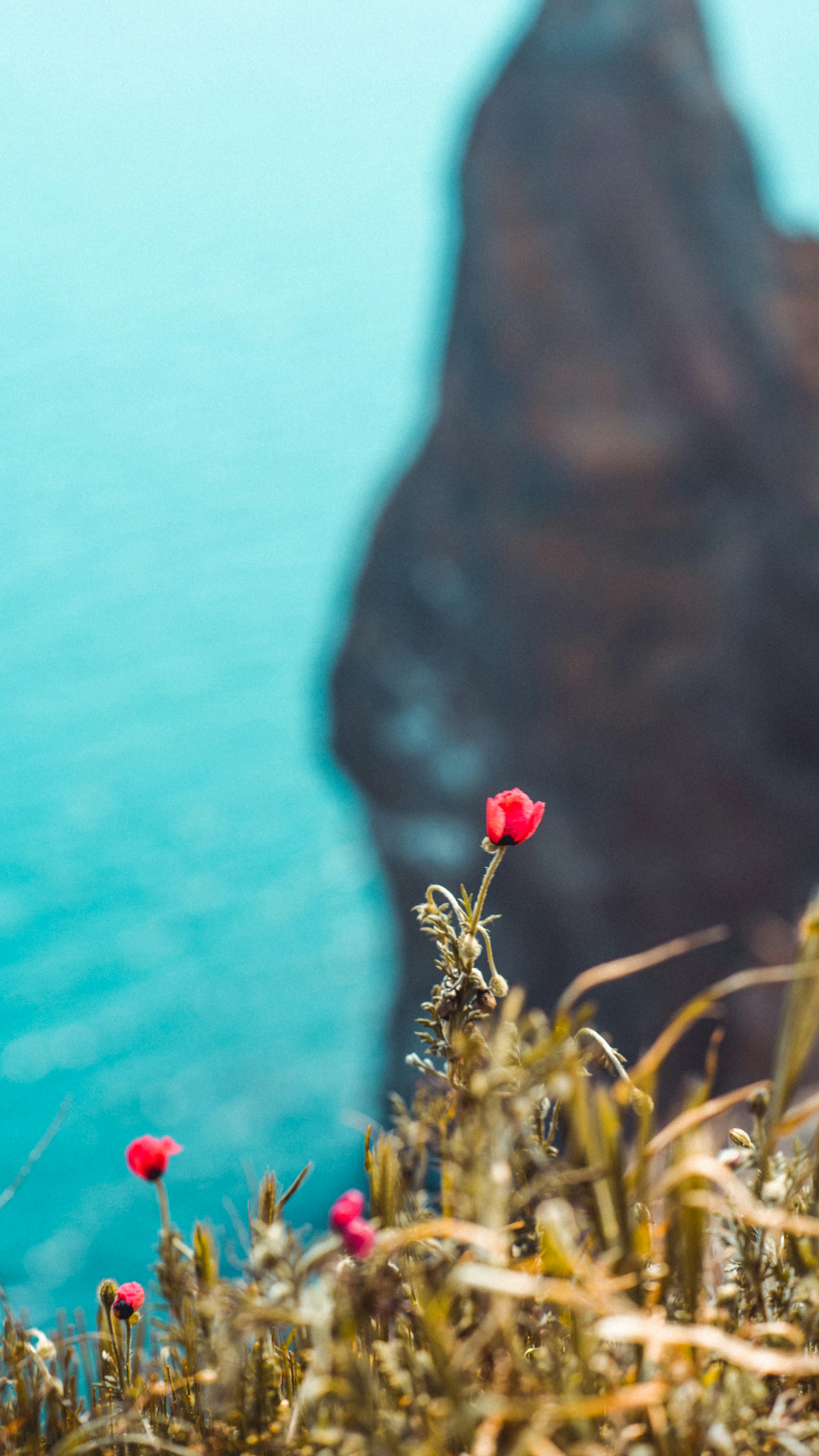 The Inflammatory Theory of Depression: Evidence and Limitations