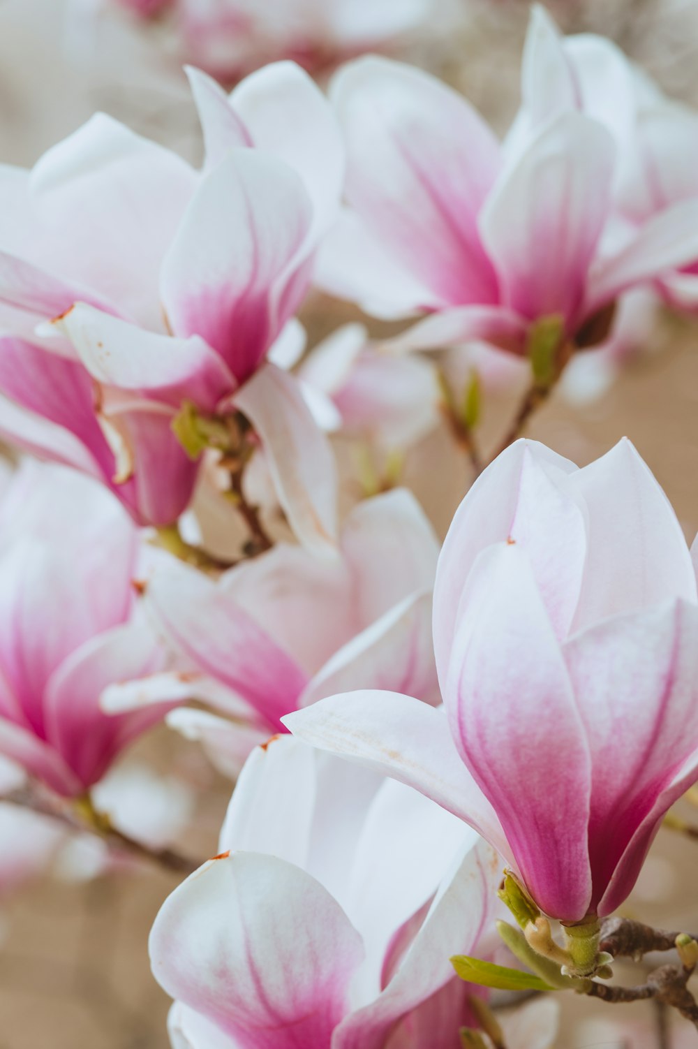 a bunch of pink and white flowers on a tree