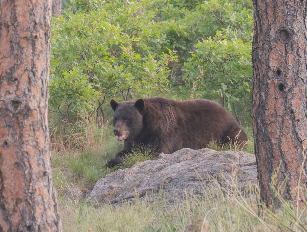 a large brown bear walking through a forest