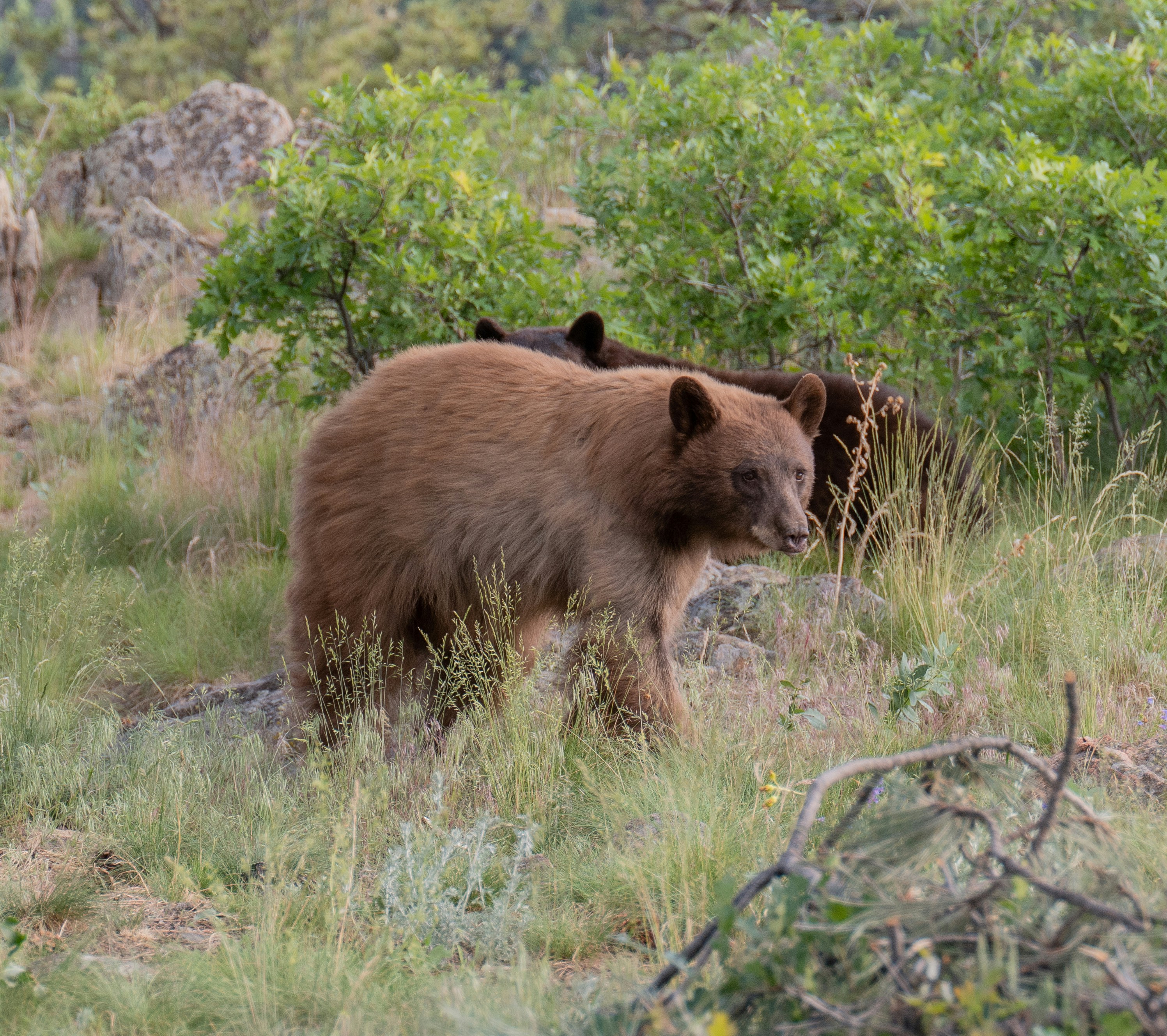 a large brown bear walking across a grass covered field