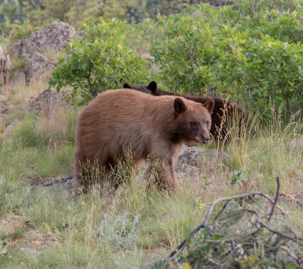 a large brown bear walking across a grass covered field