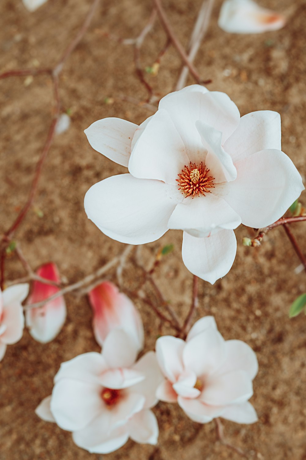 a bunch of flowers that are on the ground