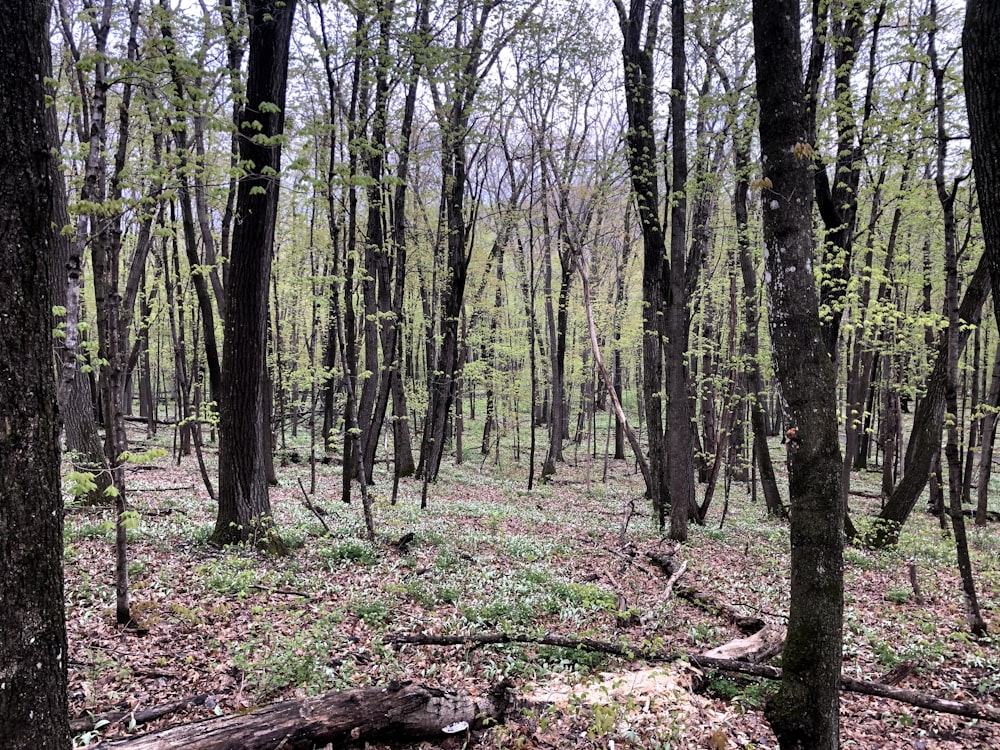 a forest filled with lots of tall trees